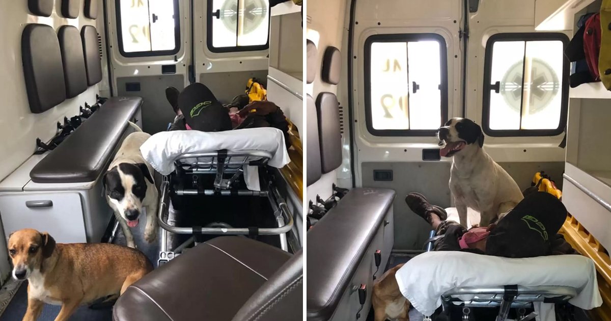 27.jpg?resize=1200,630 - Paramedics Permitted Two Dogs To Stay With Their Owner In The Ambulance And The Hospital After Seeing Their Love For Their Owner