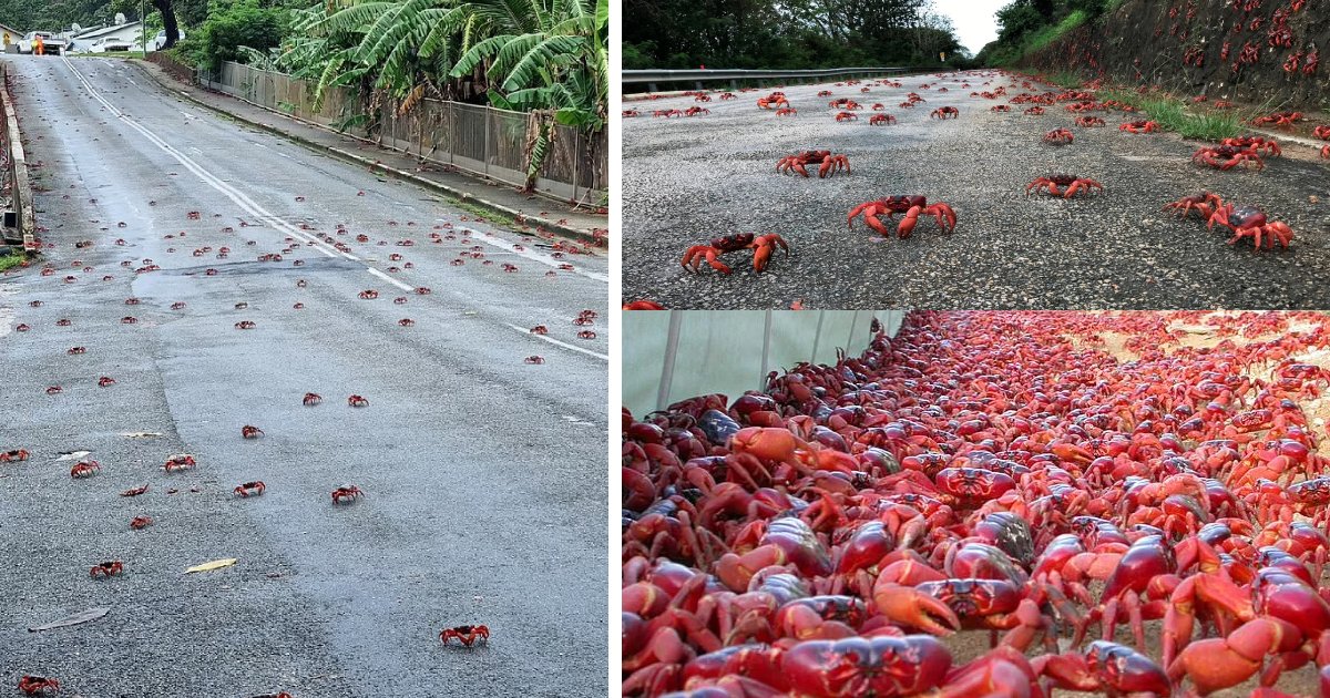 68.png?resize=412,275 - 50 Million Red Crabs Took To The Streets And Created Traffic Jam
