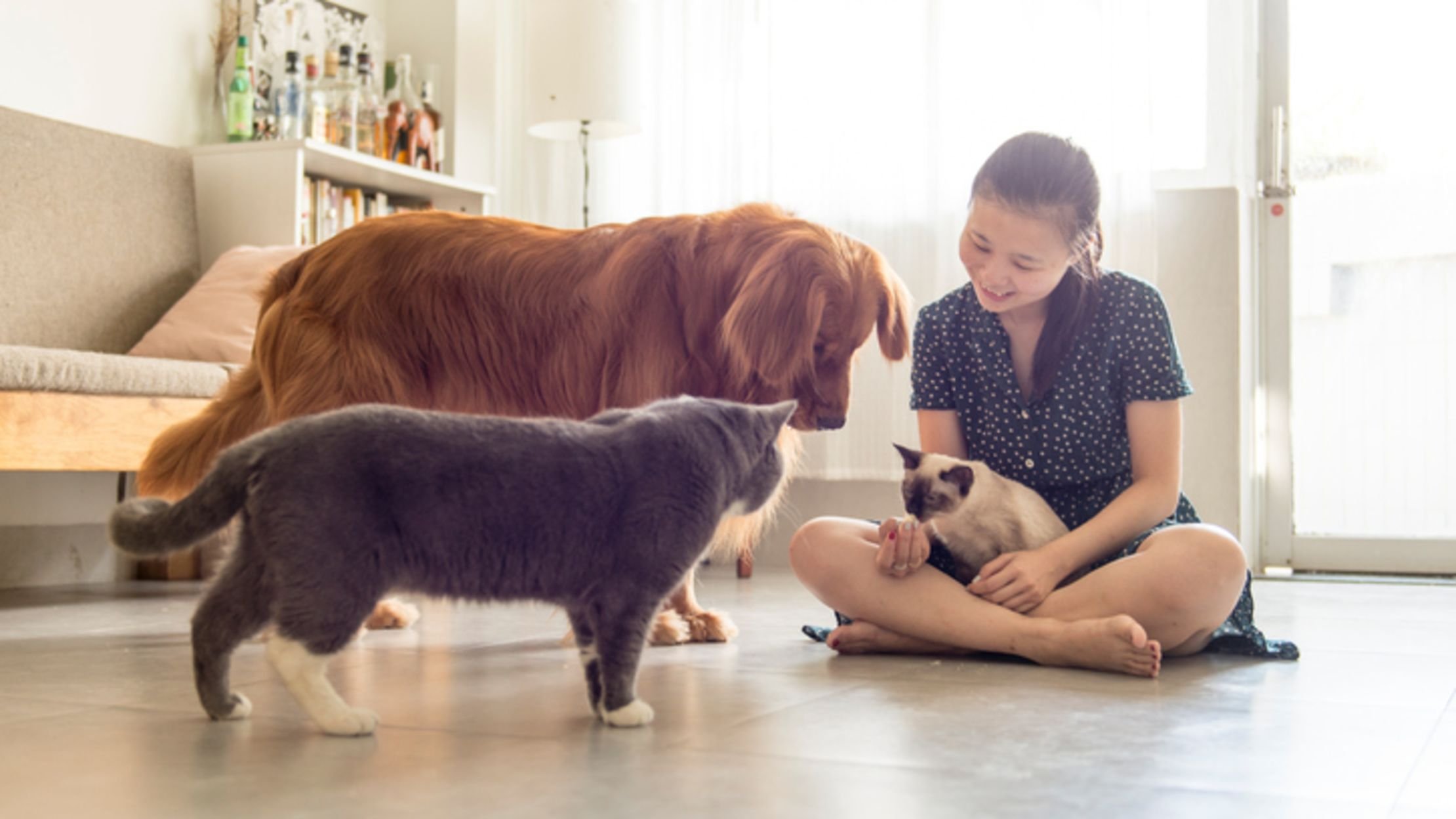 8 Must-Have Products for Dog and Cat Owners | Mental Floss