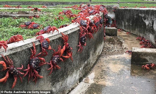 Millions of red crabs have caused traffic jams as they make their yearly migration to the ocean to breed on Australia