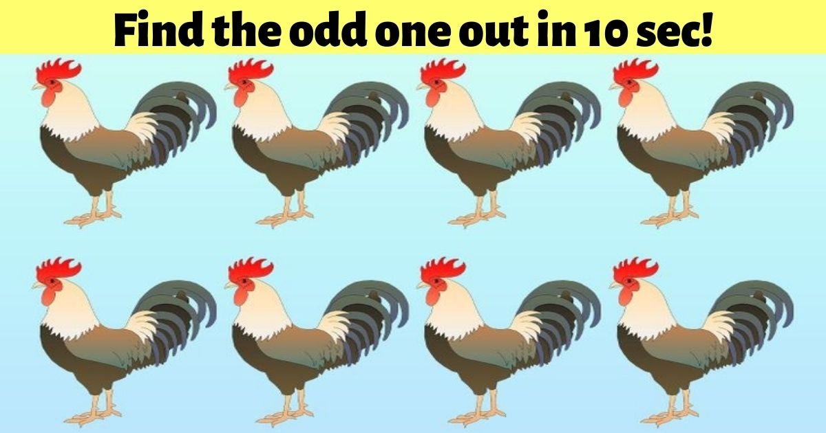 add a heading 2.jpg?resize=412,275 - 95% Of People Can't Figure Out Which Rooster Is Different! But Can You?