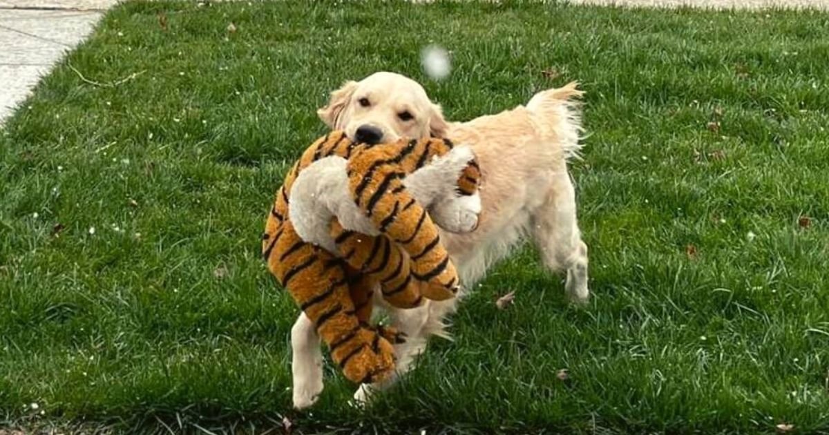 captain5.jpg?resize=1200,630 - Adorable Golden Retriever Is So Excited To See Snow That He Has To Show It To His Tiger