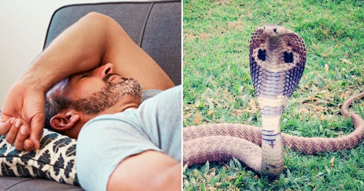 cobra5.jpg?resize=412,232 - 47-Year-Old Man's Private Part ROTS After He Sat On Toilet And Got Bitten By A Snake During A Holiday In South Africa