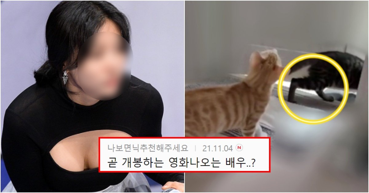 collage 113.jpg?resize=412,275 - 고양이 입양 보냈는데 바꿔치기 한 여배우 L씨 신상 싹 다 털려서 난리 난 상황