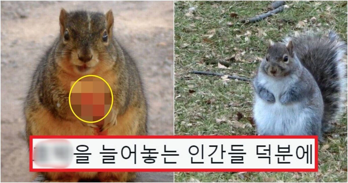 collage 191.jpg?resize=1200,630 - 우리가 전혀 예상하지 못했던, 할로윈 시즌에 외국 다람쥐들이 뚱뚱해지는 이유(+사진)