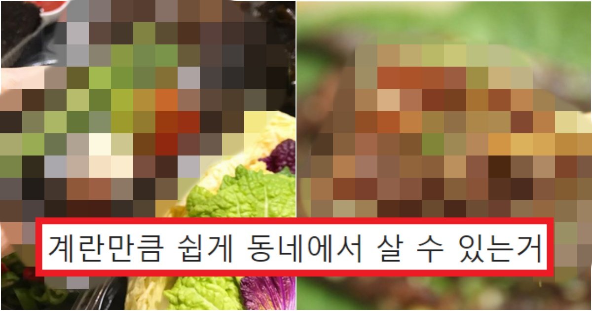 collage 314.jpg?resize=412,275 - 제주의 귤만큼은 아니라고 생각할지 모르겠지만 포항에서 진짜 안 먹으면 큰일나는 '이 것'