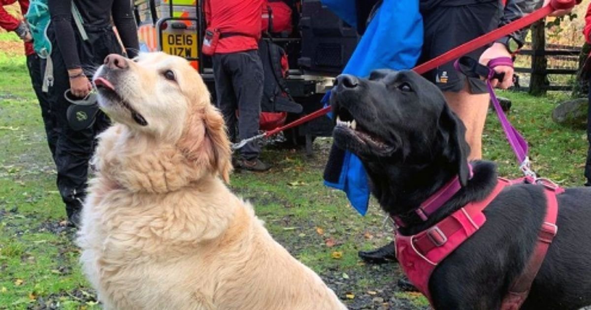 dogs4.jpg?resize=1200,630 - Amazing Dogs Team Up To Save 71-Year-Old Man Who Collapsed While Walking On A Mountain Trail