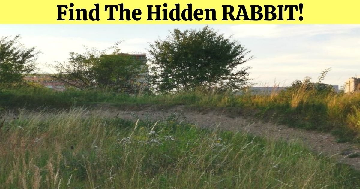 find the hidden rabbit.jpg?resize=412,232 - There Is A BUNNY Hiding In Plain Sight! But Can You Spot It?