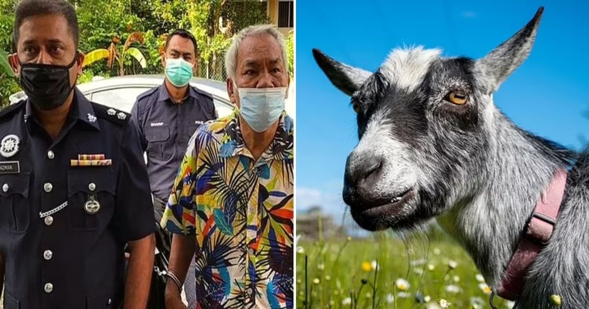 goat5.jpg?resize=1200,630 - 60-Year-Old Man Who Slept With A GOAT Faces 20 Years In Prison After Owner Heard The Animal Making Strange Noise