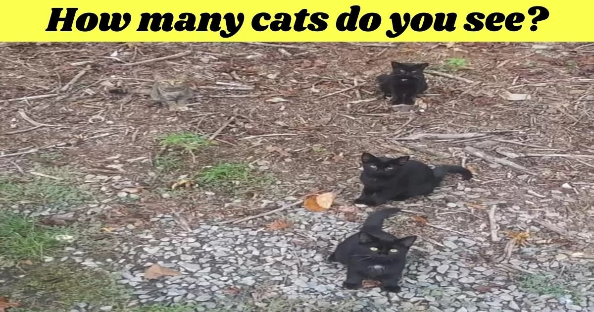 how many cats are there 1.jpg?resize=1200,630 - How Many Cats Are In This Photo? Most People Can't See All Of Them!