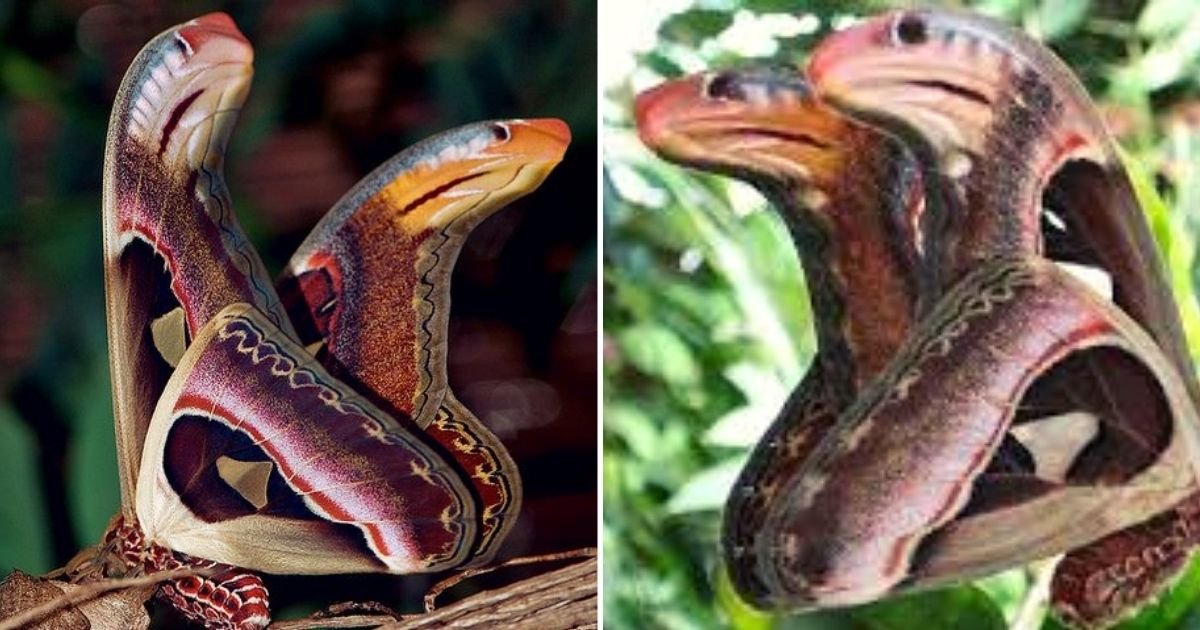 moth4.jpg?resize=1200,630 - People Can't Guess This Animal That Looks Like Two Cobras When Its Scared