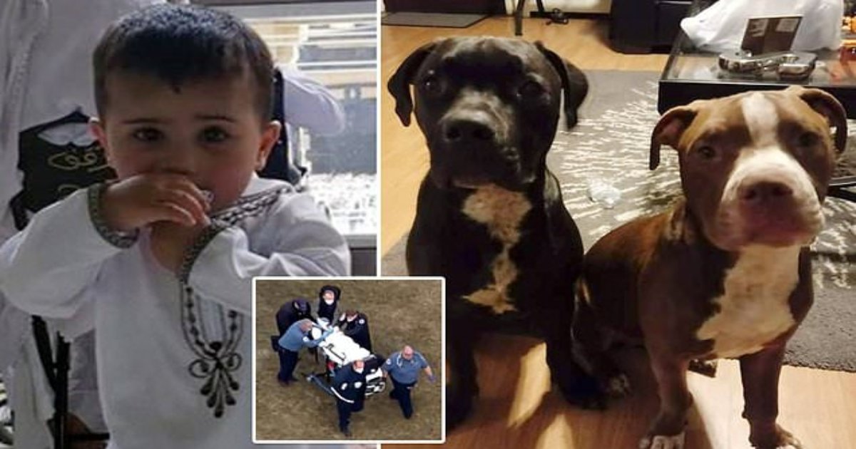 q3 1.png?fit=1024%2C538&ssl=1&strip=all - "I've NEVER Seen Anything Like It In My Life"- Armed Police Rush To Scene As 10-Year-Old Boy Mauled To Death By Dog In Home