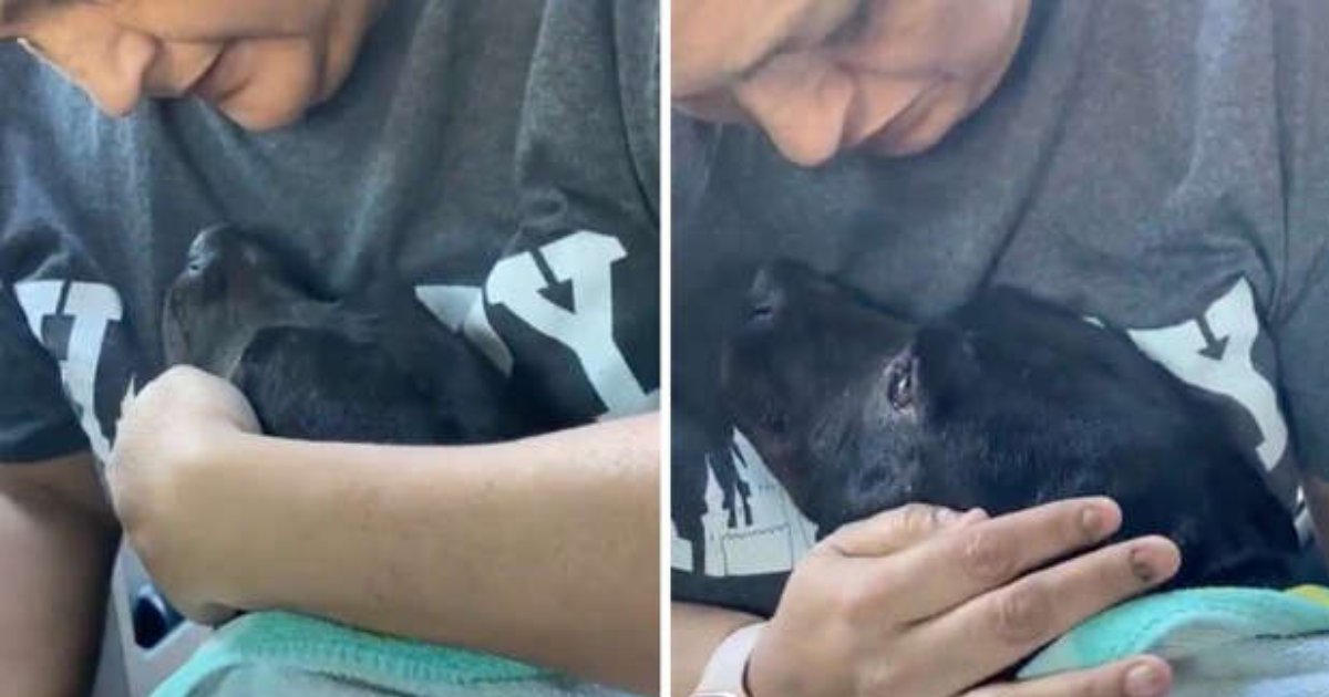 q7 1.png?resize=412,232 - Heart Melting Moment As Pregnant Street Dog CRIES Tears Of Joy After Rescuer Places Her Inside Car