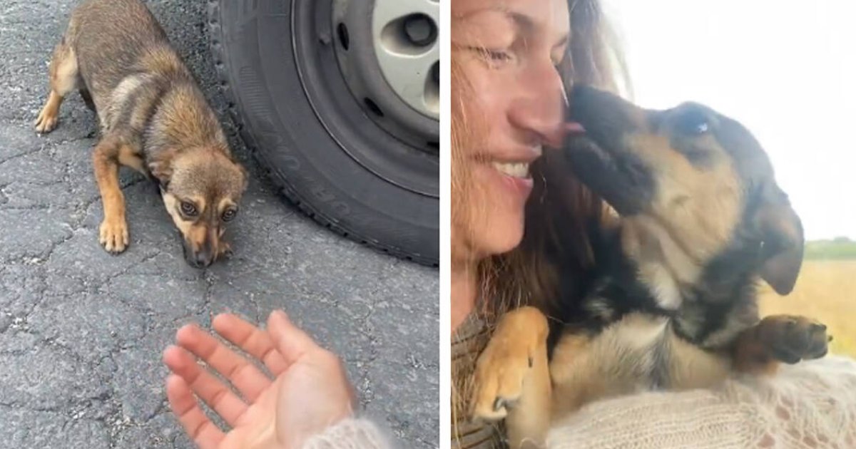 q8 2.png?resize=1200,630 - Abandoned Dog MELTS In Woman's Arms After She Rescues Him From The Roadside