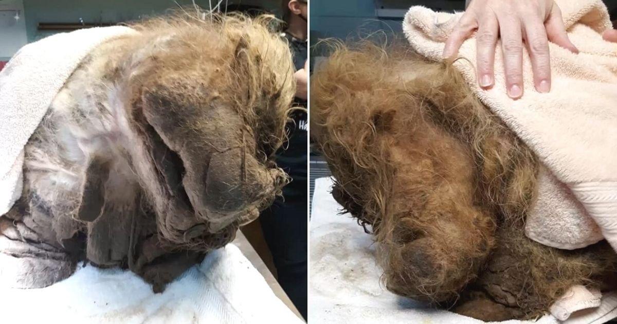 untitled design 17 1.jpg?resize=1200,630 - Family Calls For Help After 'Unrecognizable' Animal Covered In Piles Of Fur Is Spotted Walking On Their Yard