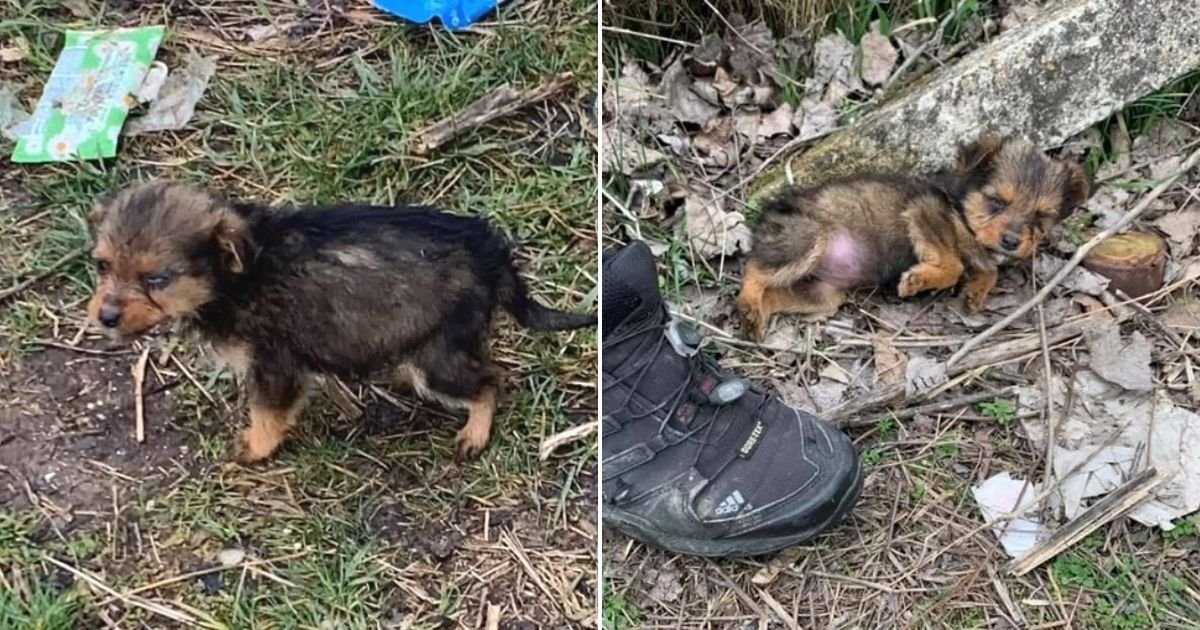 untitled design 36 1.jpg?resize=412,275 - Heartbreaking Moment An Abandoned Puppy Is Found Using An Old Shoe For Shelter