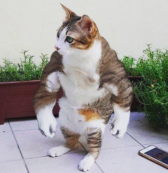 이 근육 실화냐&#39; 주인마저 무섭다고 고백한 고양이 사진 : 네이버 포스트