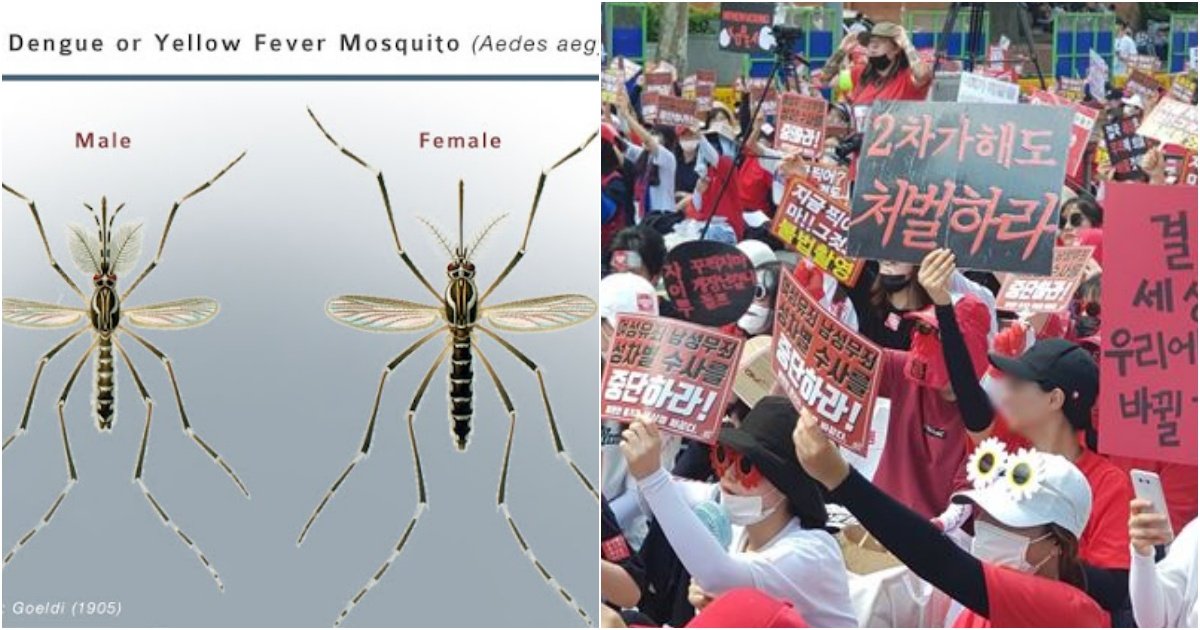 collage 457.jpg?resize=412,232 - "암모기도 여자라구요!" 이제 하다하다 모기도 남녀차별이라며 시위 시작한 페.미.니.스.트 근황