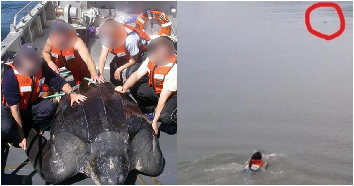 collage 68.jpg?resize=1200,630 - 바다 한복판에서 조난당했다가 거북이가 등에 태워줘서 살아난 우리나라 어민의 ‘실제 사건’