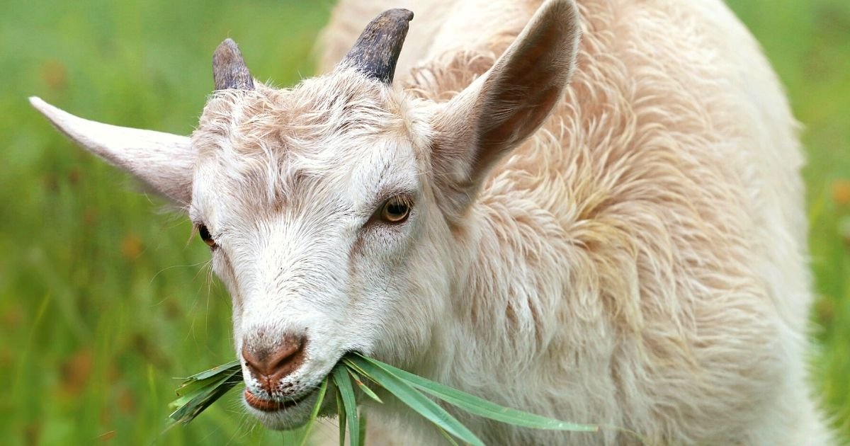 goat2.jpg?resize=1200,630 - Farmer's Goat Gives Birth To A Bizarre Human-Faced Deformed Baby With Only Two Limbs, Leaving Residents Clambering To See It