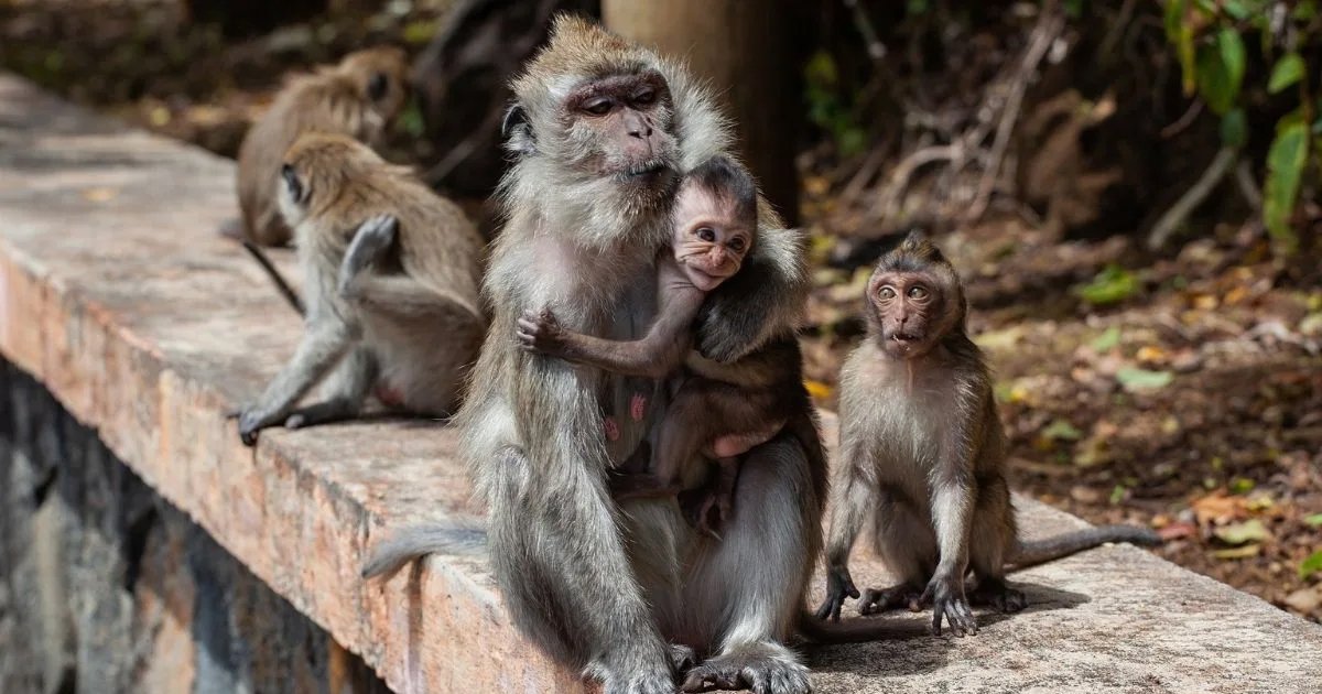 sdsfsdfsdf.jpg?fit=1024%2C538&ssl=1&strip=all - Monkeys Caught THROWING '250 Dogs' Off Tall Buildings