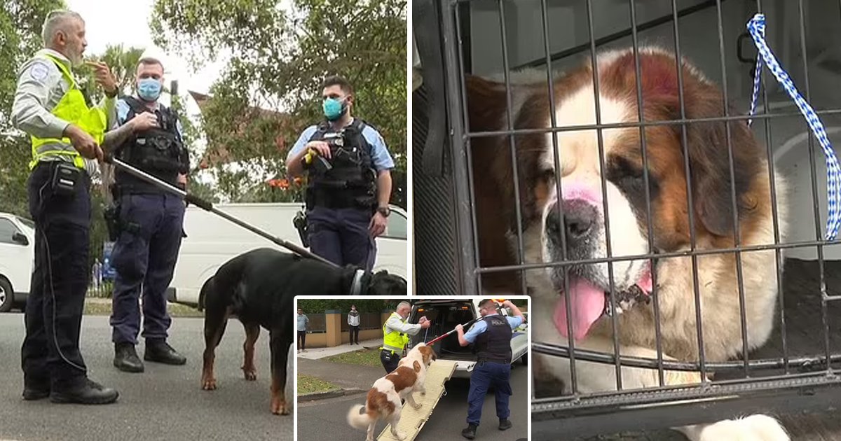 t1 1 1.jpg?fit=1024%2C538&ssl=1&strip=all - Tragedy At Playground As Young Boy Rushed To The ER After Being Ripped Apart By Two 'Loveable' Dogs