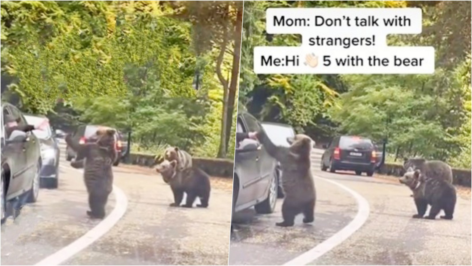 6 facebook cover 14.jpg?resize=412,275 - Baby Bear Was Caught Giving HIGH-FIVE To A Driver Stuck In Traffic