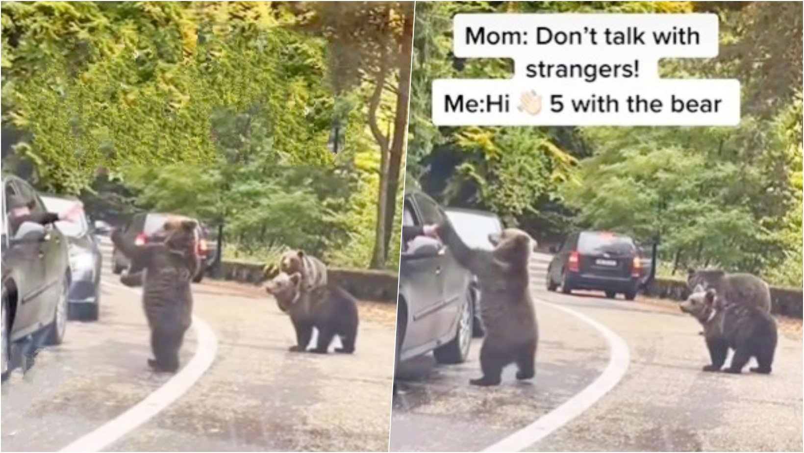6 facebook cover 14.jpg?resize=412,232 - Baby Bear Was Caught Giving HIGH-FIVE To A Driver Stuck In Traffic