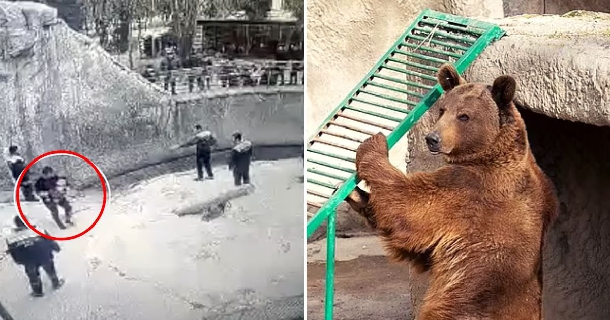 bear5.jpg?resize=1200,630 - Mother DROPS Her 3-Year-Old Daughter Into A Bear Enclosure As Other Visitors Watch In Horror, A Zoo Spokeswoman Says
