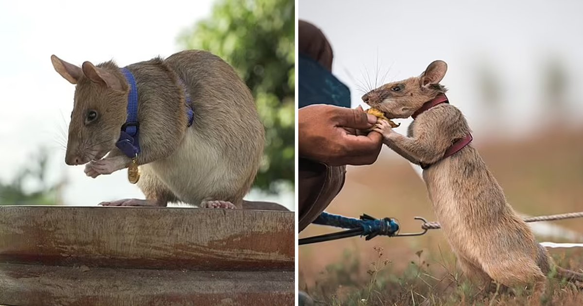 d40.jpg?resize=412,275 - Famous 'Mine-Detecting' Rat Dies After Saving Countless Lives