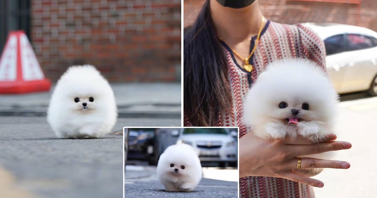 q3 10.jpg?resize=1200,630 - Tiny Pomeranian Puppy Becomes Instant Online Sensation Thanks To Its 'Incredible' Cuteness