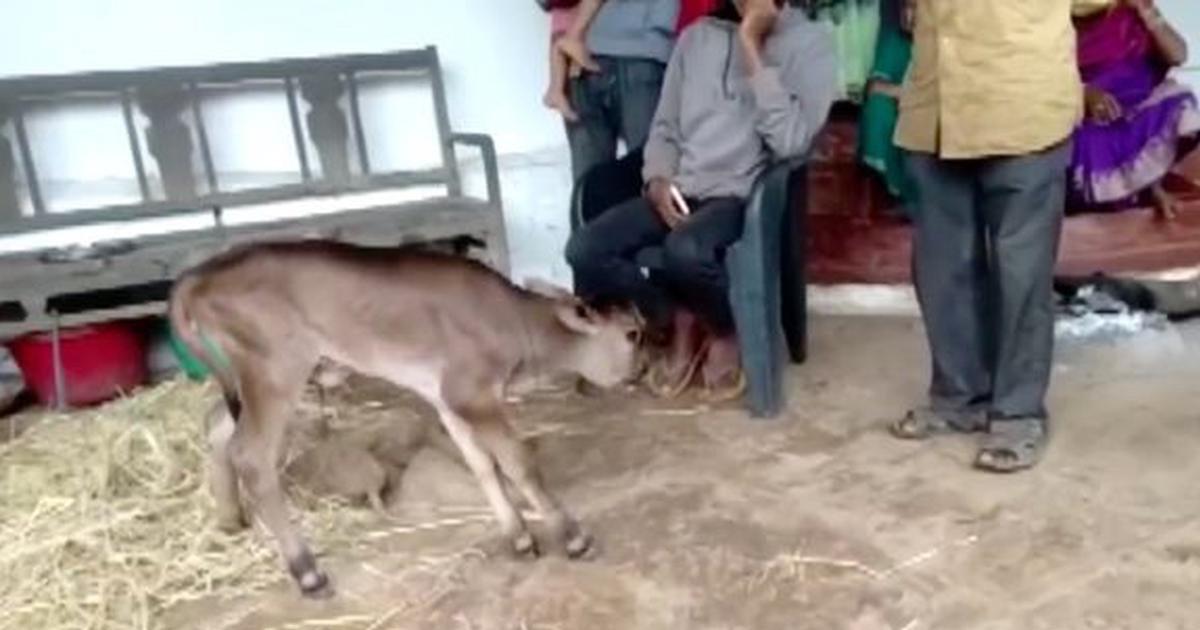 q4 1 1.jpg?resize=412,275 - 'Extremely Rare' Calf Born With THREE Eyes & FOUR Nostrils As Locals Queue Up To Witness The Unique Animal