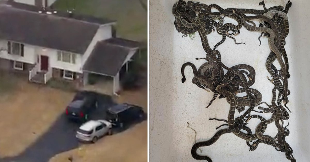 q4 3 1.jpg?resize=1200,630 - 49-Year-Old Man Found Dead & Covered In 125 'Poisonous Snakes' At His Home In Maryland