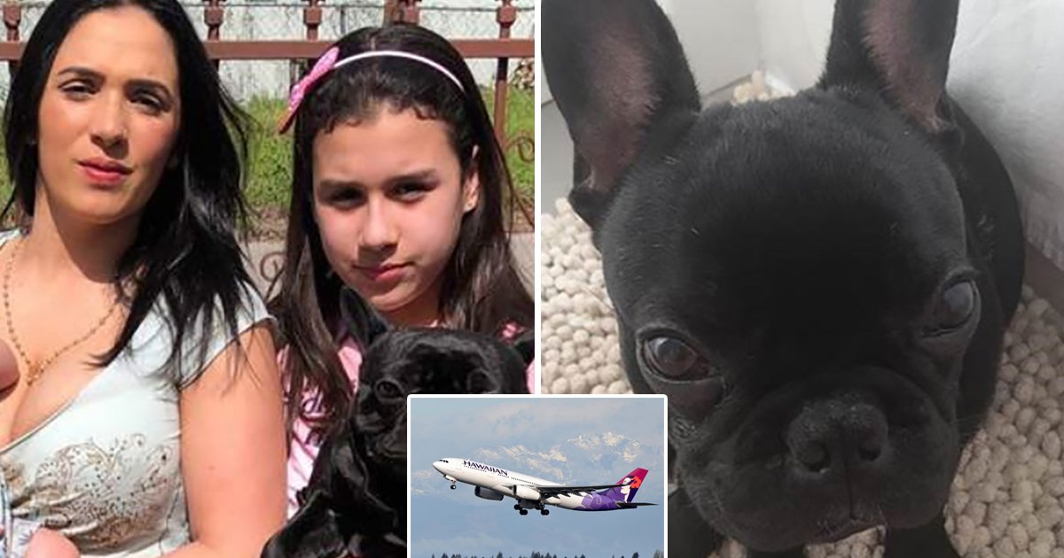 q6 7.jpg?resize=1200,630 - "They Have NO Answers For Us"- Couple Gears Up To SUE Hawaiian Airlines After 'Loving' Dog Dies On Flight