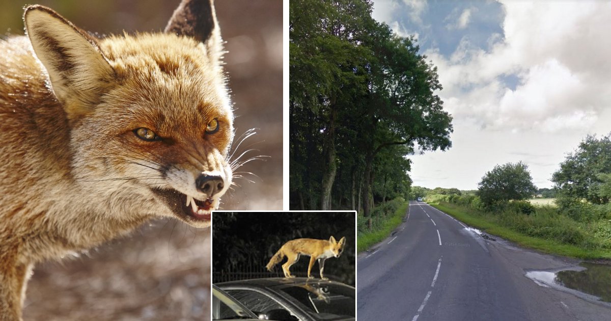 q8 2.png?resize=412,275 - 55-Year-Old Woman DIES In Field After Being Mauled By Foxes As Her Car Broke Down