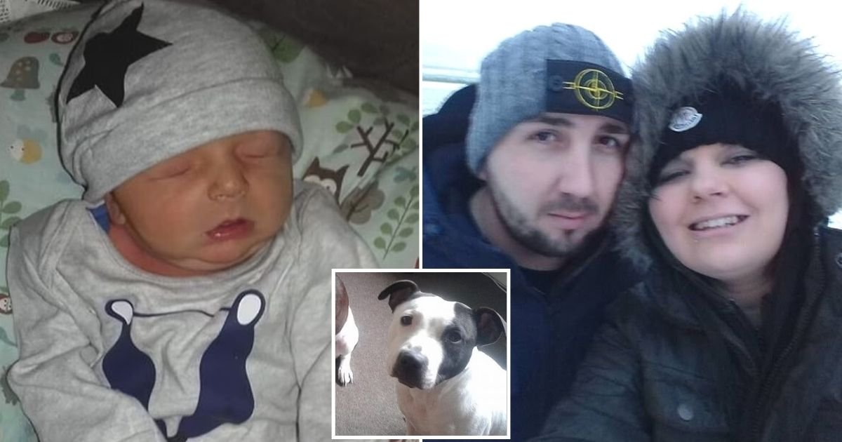 untitled design 65.jpg?fit=1024%2C538&ssl=1&strip=all - Two-Week-Old Baby Mauled To Death By Family Dog While His Mom Was Sleeping And His Father Was Smoking