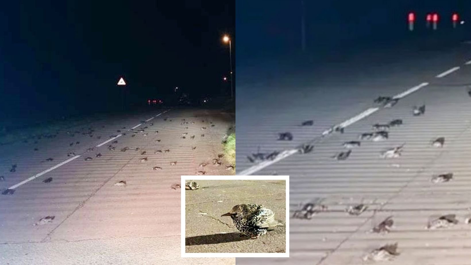1 42.jpg?resize=1200,630 - Hundreds Of DEAD BIRDS Fall From The Sky And Rain Down On Cars Leaving Drivers Completely Spooked