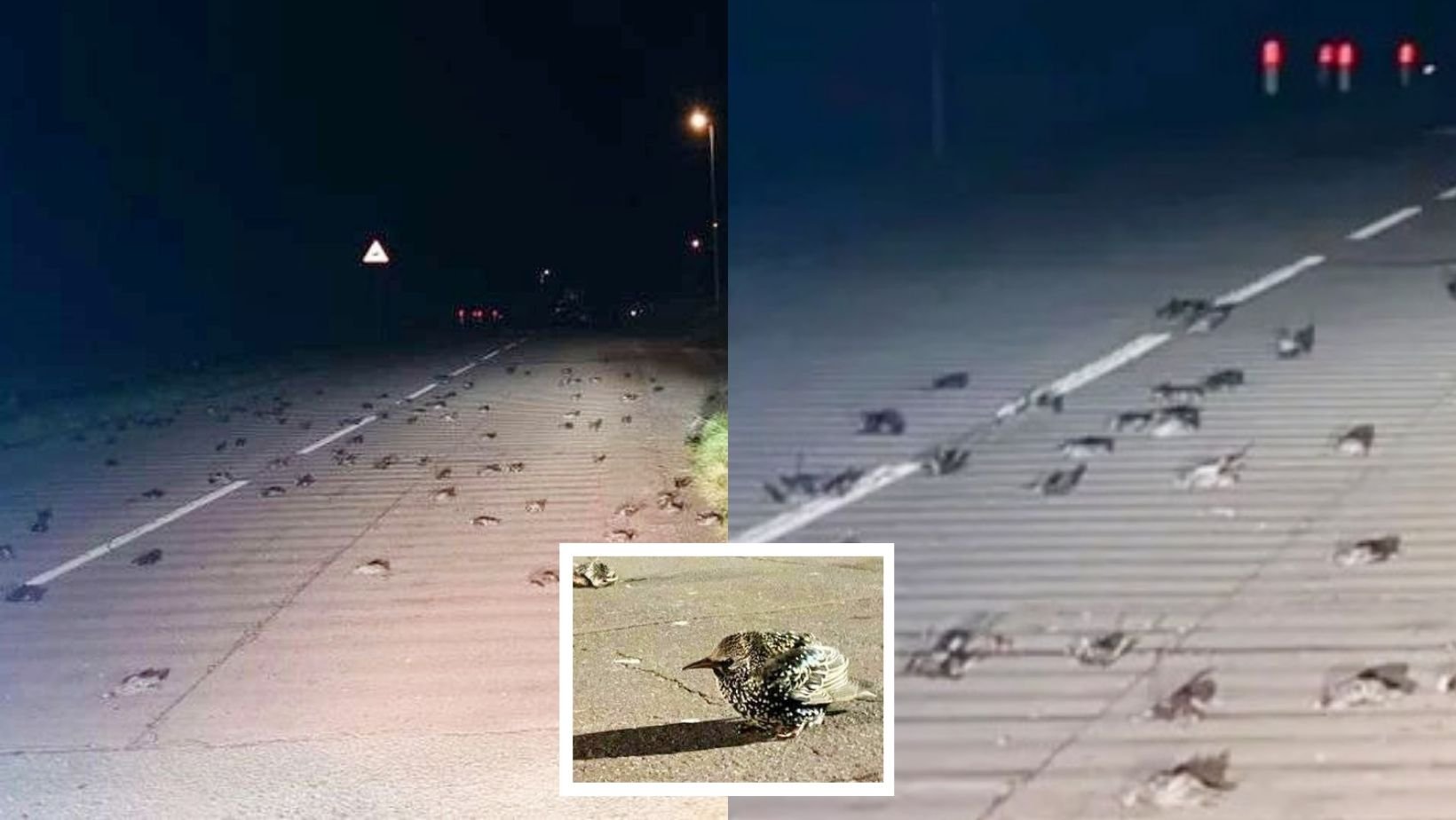 1 42.jpg?resize=412,232 - Hundreds Of DEAD BIRDS Fall From The Sky And Rain Down On Cars Leaving Drivers Completely Spooked