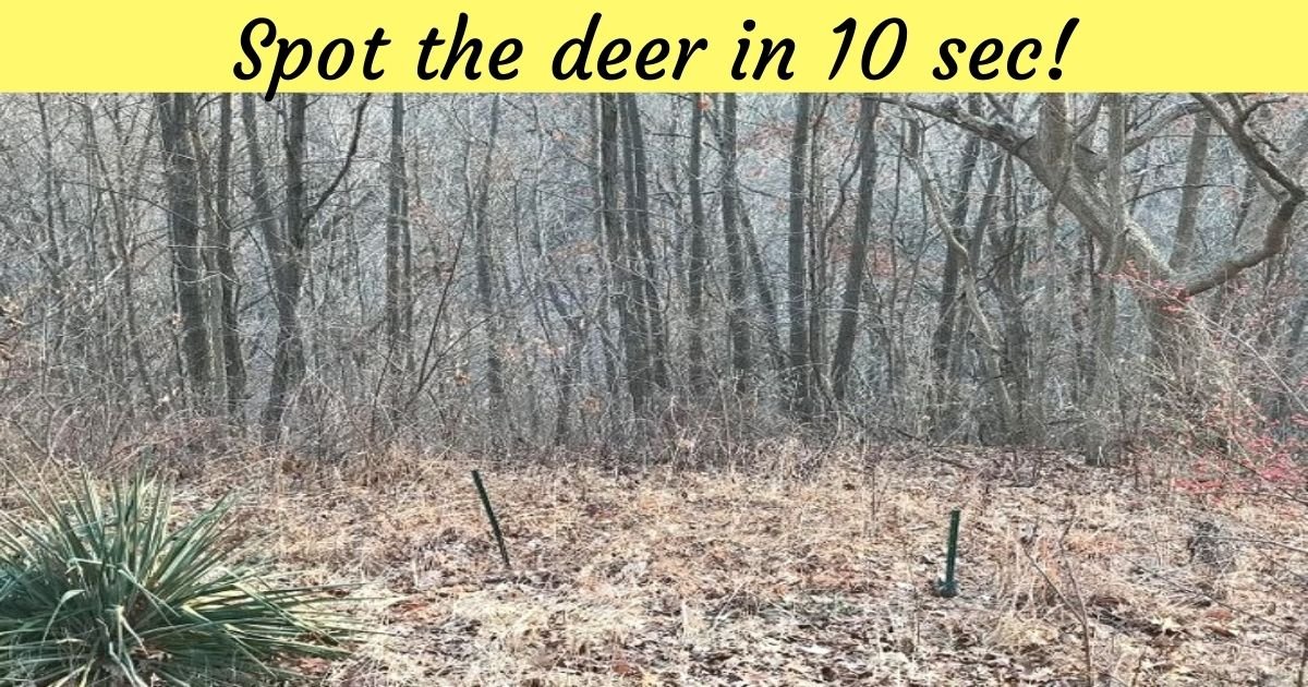 add a heading.jpg?resize=412,275 - How Fast Can You Spot The Two DEER Hiding In This Photo? Only 1 In 10 People Can See Them!