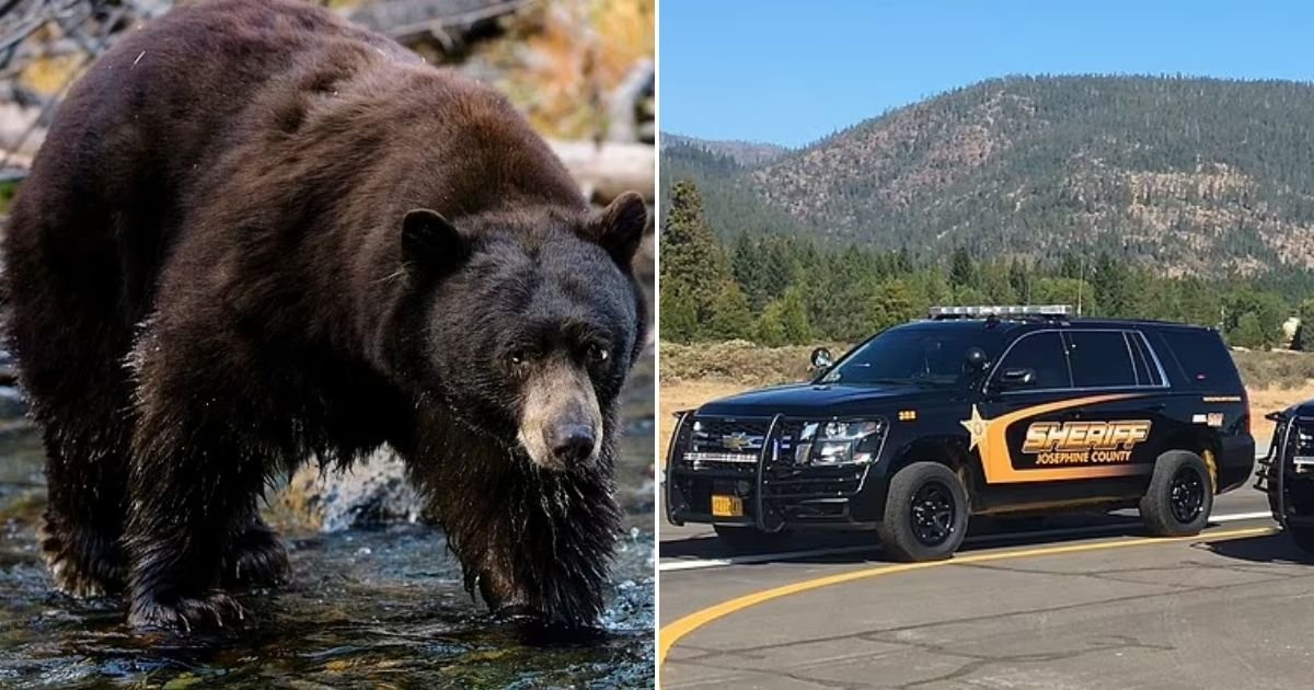 bear4.jpg?fit=1024%2C538&ssl=1&strip=all - Man Accidentally Shot His Brother Dead While He Was Trying To Defend Himself Against A Black Bear On His Property