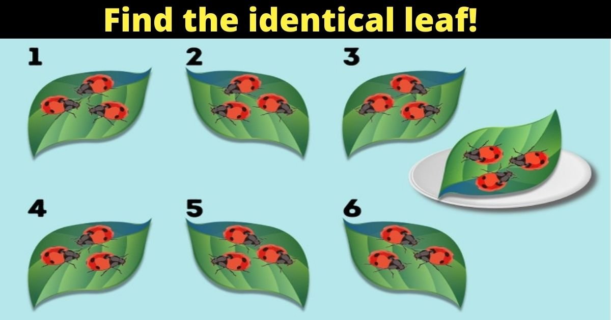 find the identical leaf.jpg?resize=412,275 - 95% Of People Couldn’t Solve This – But Can You Figure Out Which Of The Leaves Matches The One On The Plate?