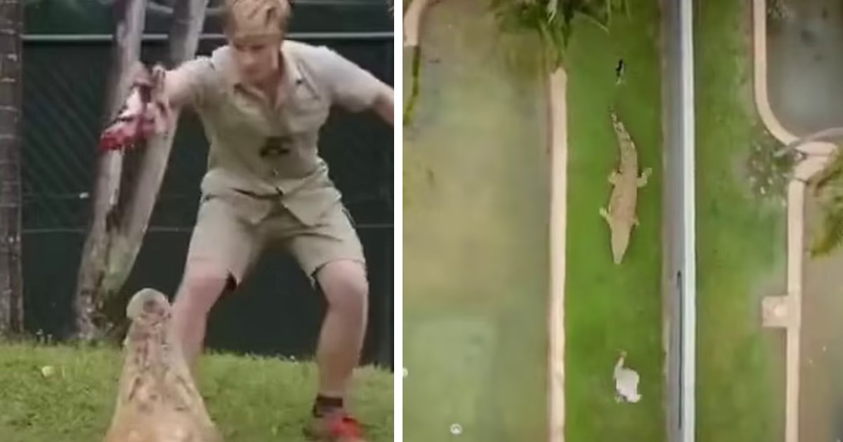 t3.png?resize=412,275 - BREAKING: "Crocodile Hunter" Steve Irwin's Son Robert Almost EATEN Alive By GIANT 13-Foot Beast