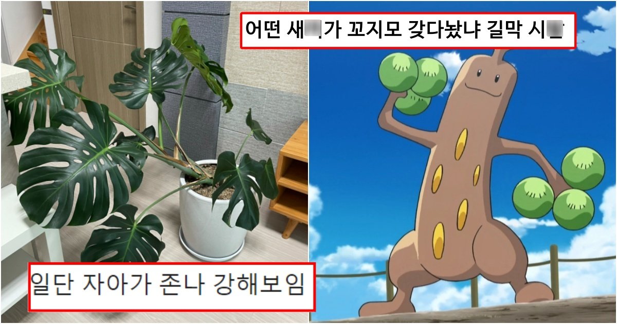 collage 211.jpg?resize=412,275 - 식물에 대해 아무것도 모르면서  플랜테리어 했다가 생긴 일들