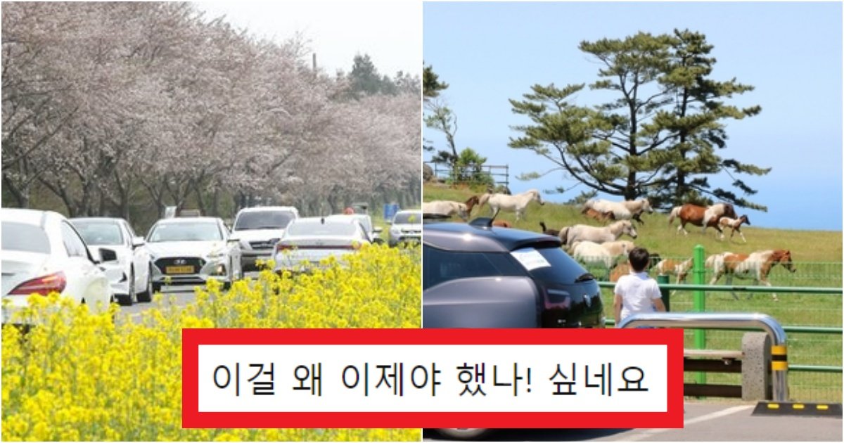 collage 436.jpg?resize=412,275 - '렌트하려면 이거로 꼭 하세요' 제주도 여행가서 렌트하려면 SUV로 렌트를 필수로 해야하는 이유