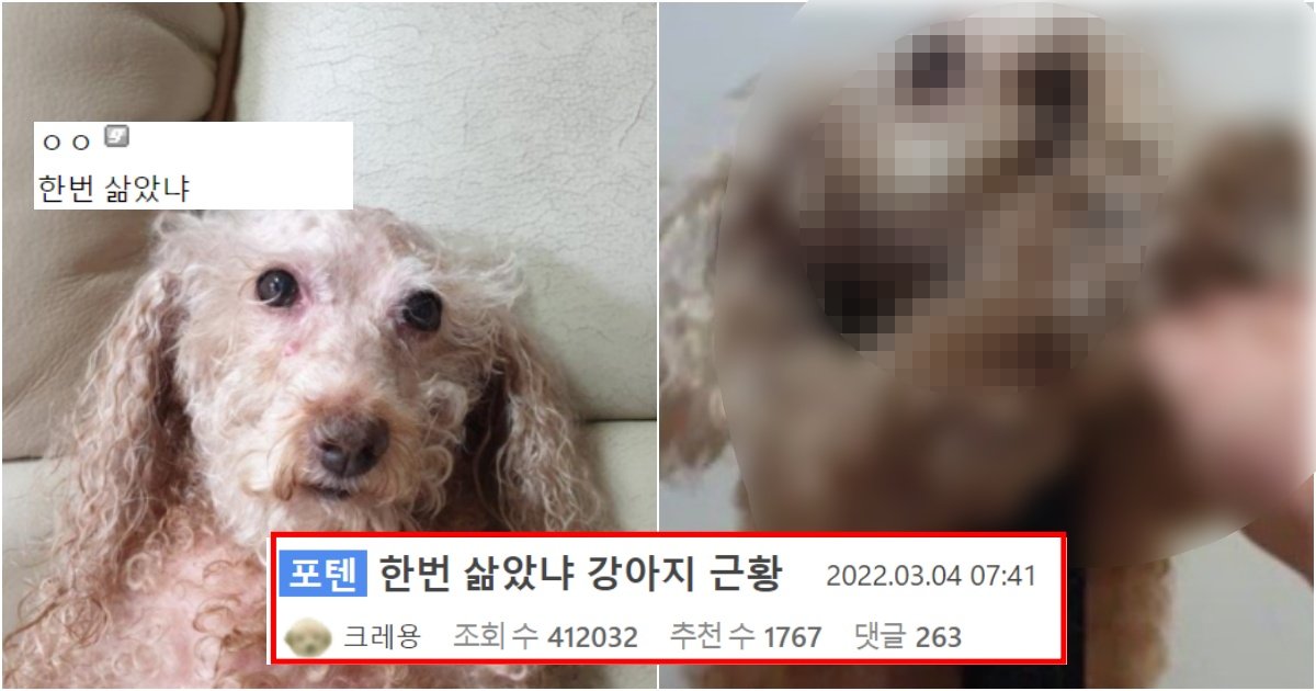 collage 74.jpg?resize=412,275 - 디씨의 '한번 삶았냐' 강아지의 충격적인 근황