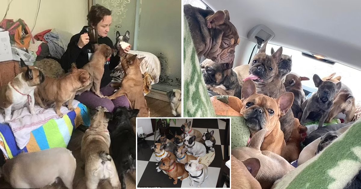 d85.jpg?resize=1200,630 - "These Are My Four-Legged Children, I CAN'T Leave Them!"- Hero Woman Saves FIFTY Bulldogs From Destruction In Ukraine