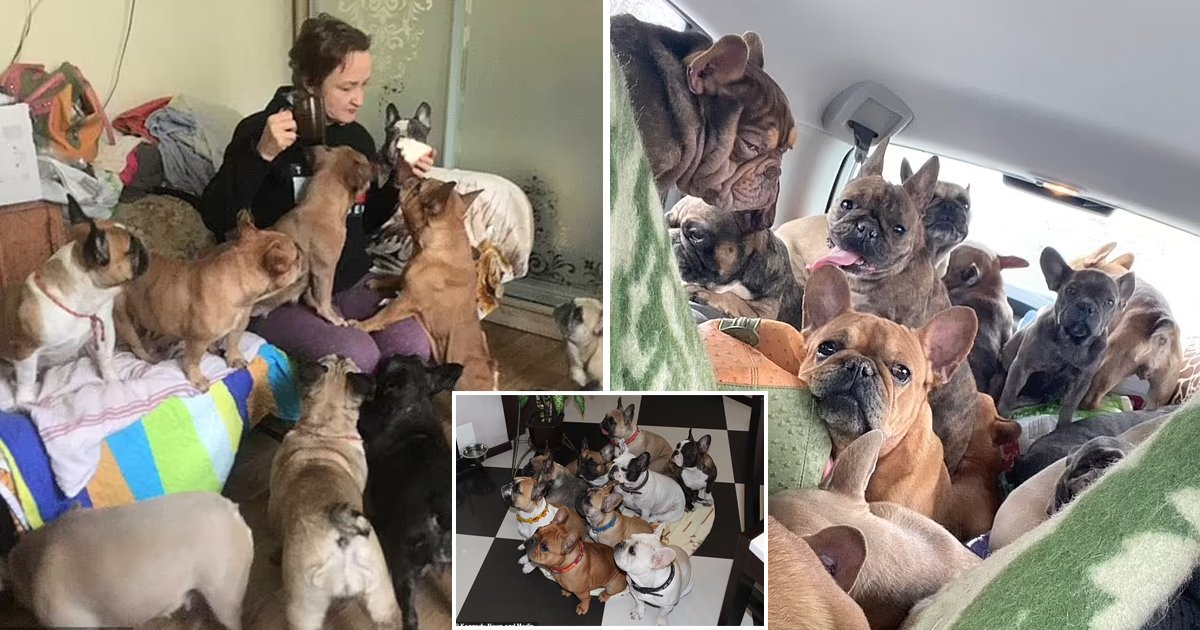 d85.jpg?resize=412,275 - "These Are My Four-Legged Children, I CAN'T Leave Them!"- Hero Woman Saves FIFTY Bulldogs From Destruction In Ukraine