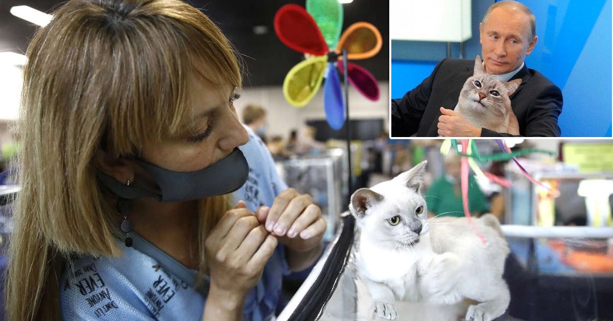 q3.jpg?resize=412,275 - Breeders Bare Their 'Claws' At Putin As International Cat Federation BANS Russian Cats From ALL Competitions