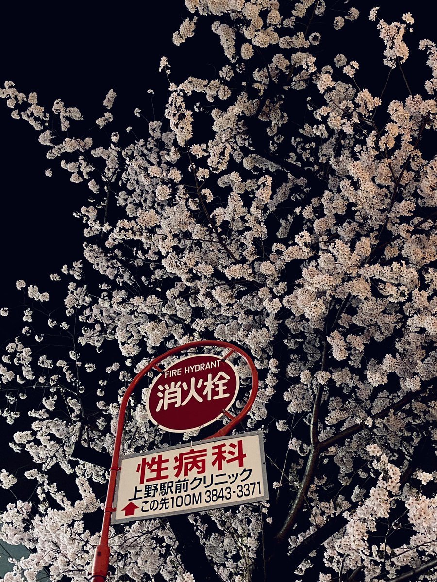 上野公園の夜桜はとっても綺麗なのに…性病科の看板が写り込んでしまうw