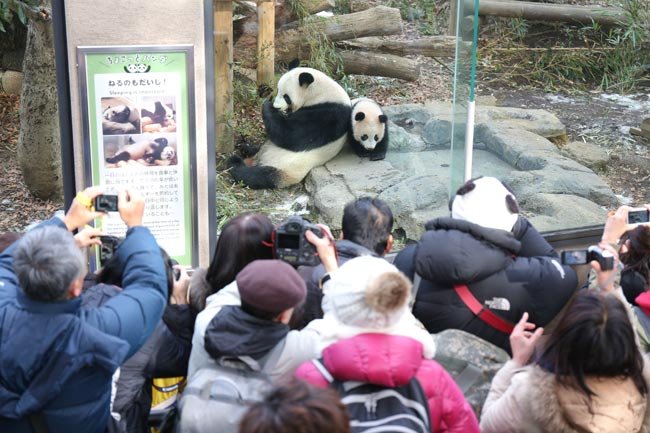 先着順での公開が始まったシャンシャン（中央右…：上野動物園のパンダ 写真特集：時事ドットコム